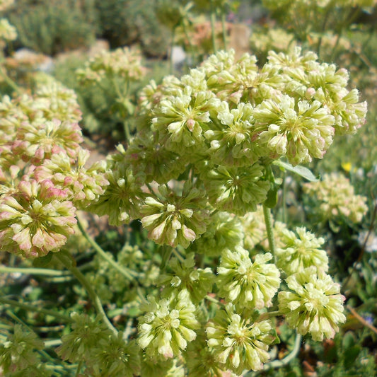 Sulphurflower Buckwheat Eriogonum umbellatum