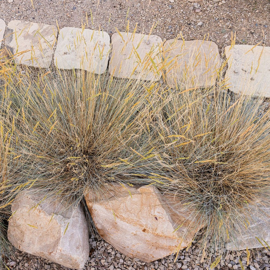 'Siskiyou Blue' Idaho Fescue
