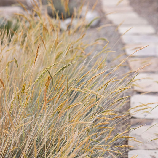 'Siskiyou Blue' Idaho Fescue