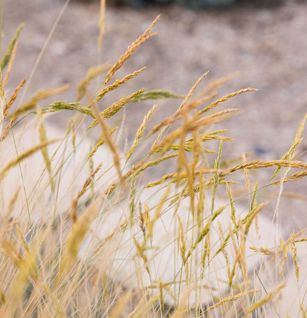 'Siskiyou Blue' Idaho Fescue