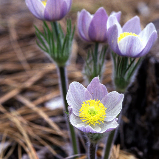 Cutleaf Pasque Flower