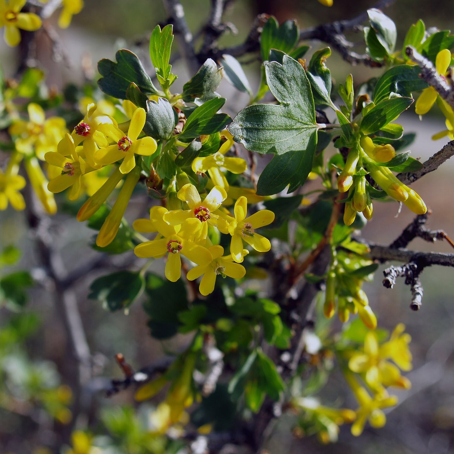 Golden Currant Ribes aureum