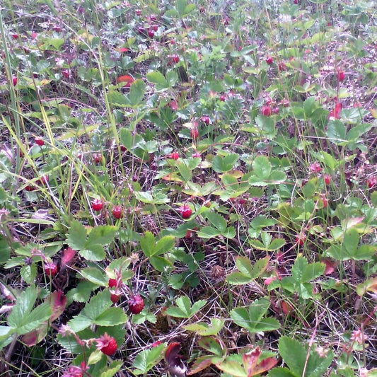 Alpine Strawberry