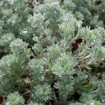 Fringed Sage Artemisia frigida