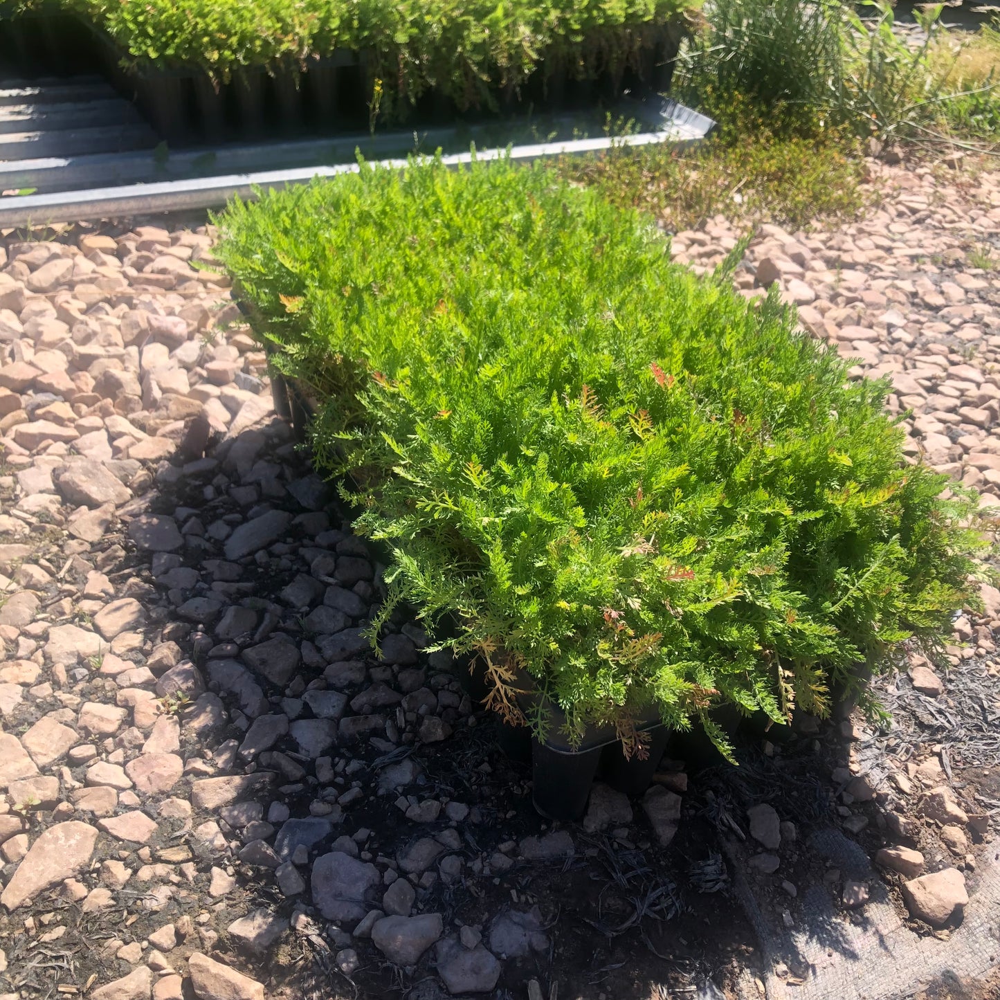 'Yaak' Turf-Type Yarrow
