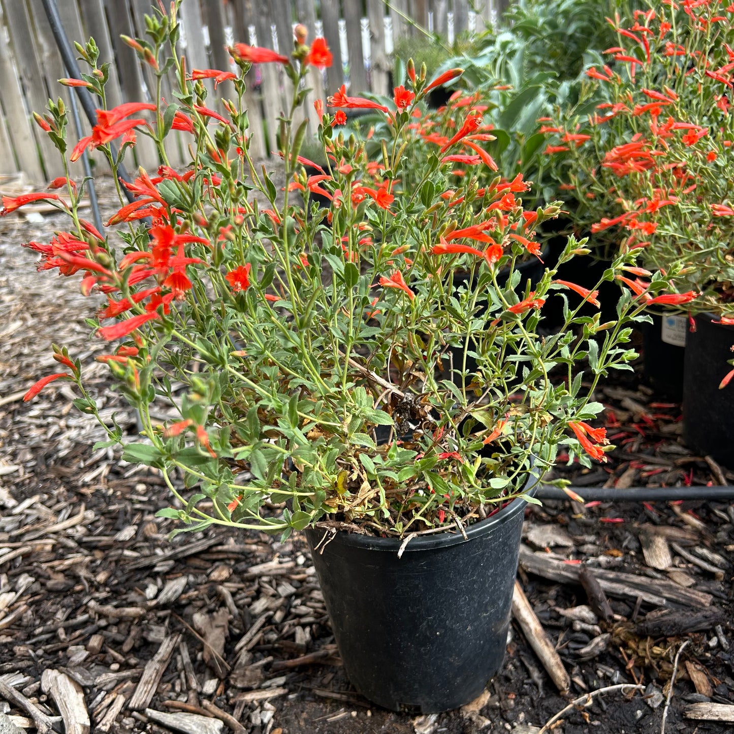 'Firechalice' Hummingbird Trumpet