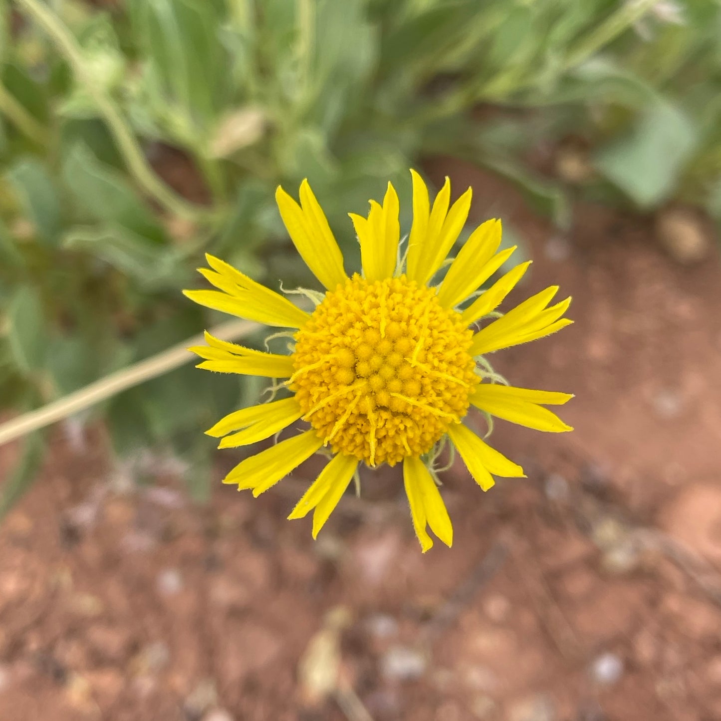 Parry's Blanket Flower