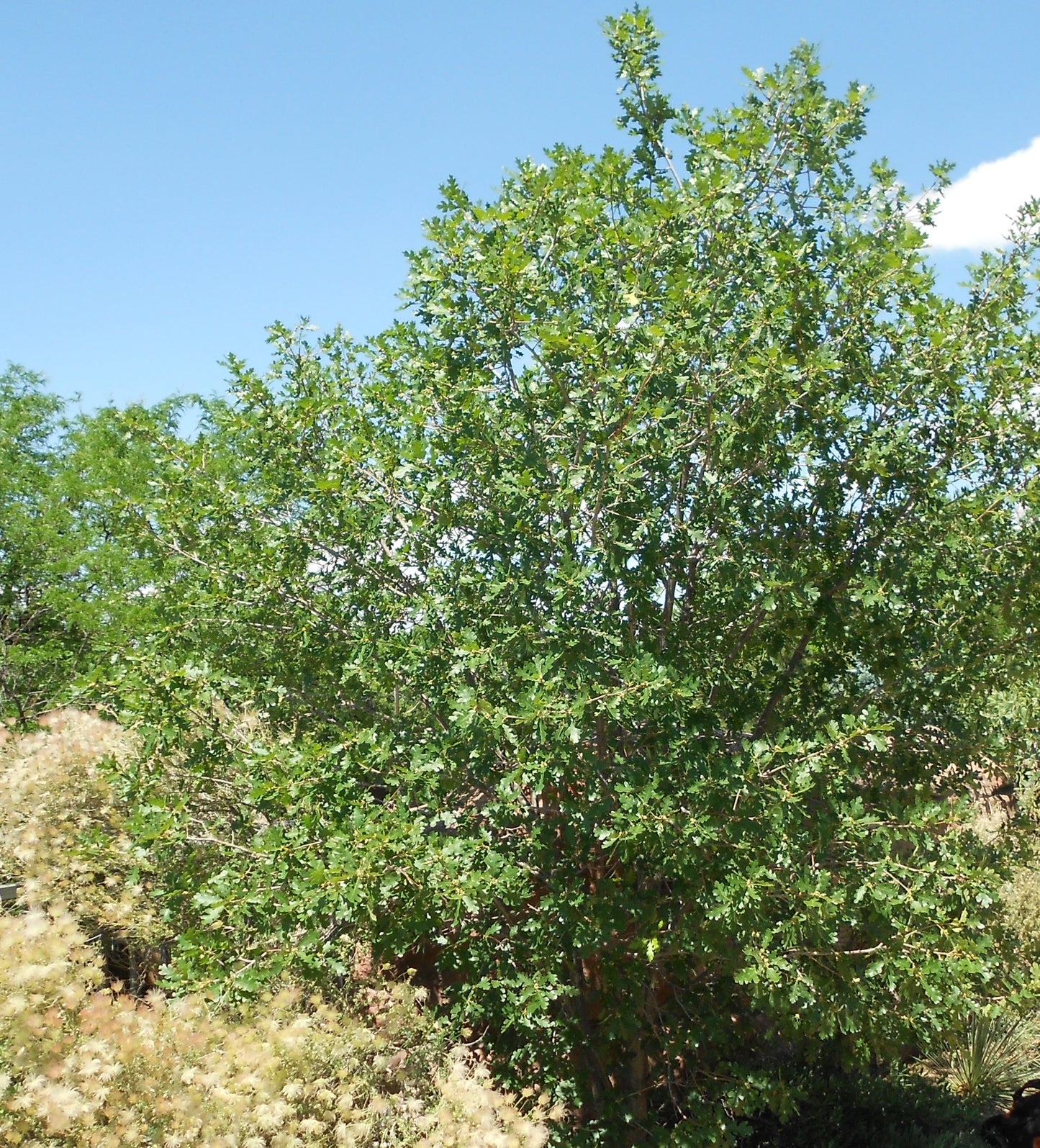 Gambel Oak