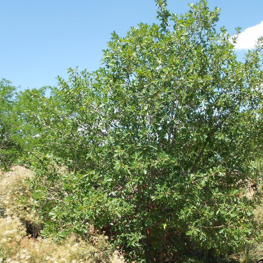 Gambel Oak