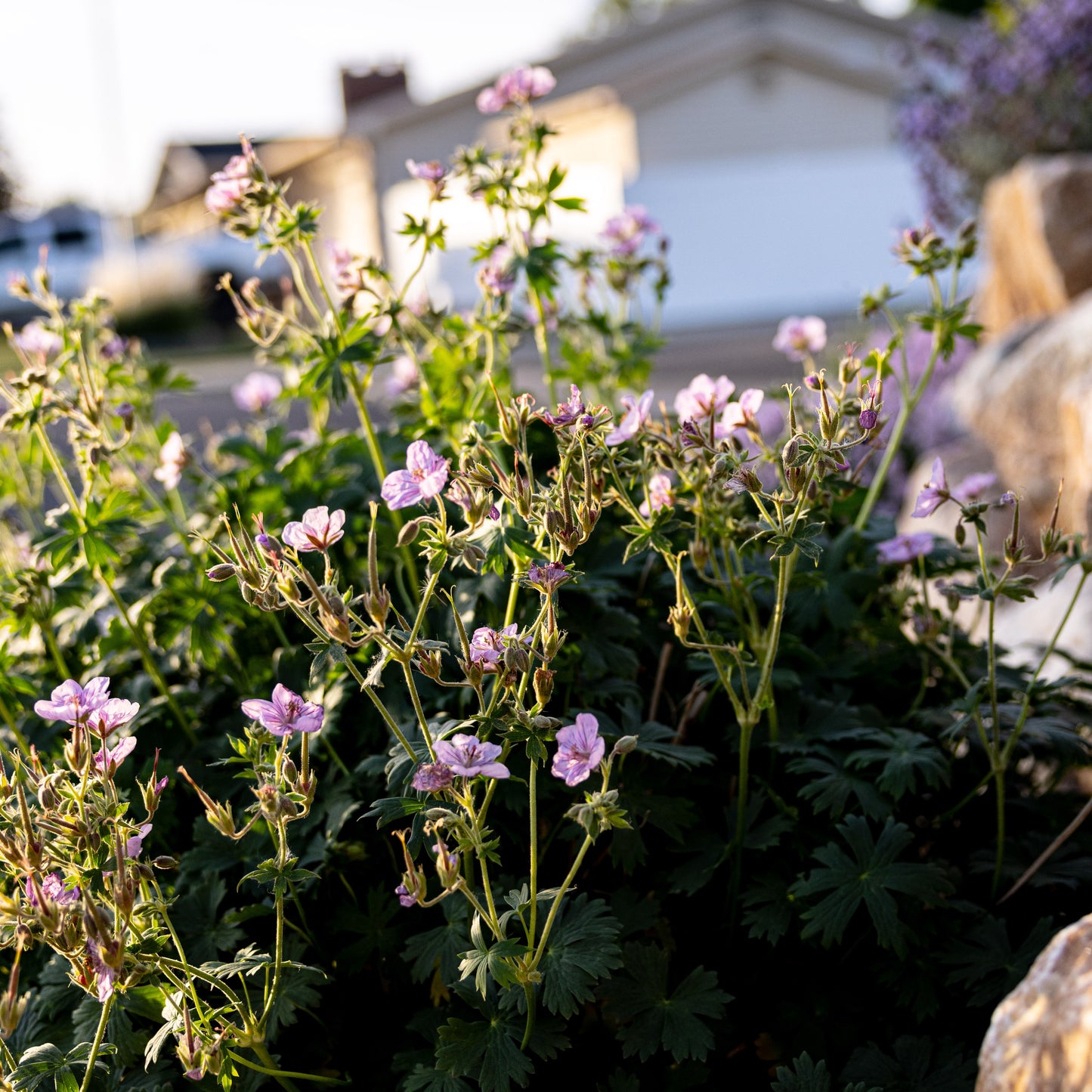 Sticky Geranium