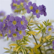 Jacob's Ladder 'Golden Feathers'