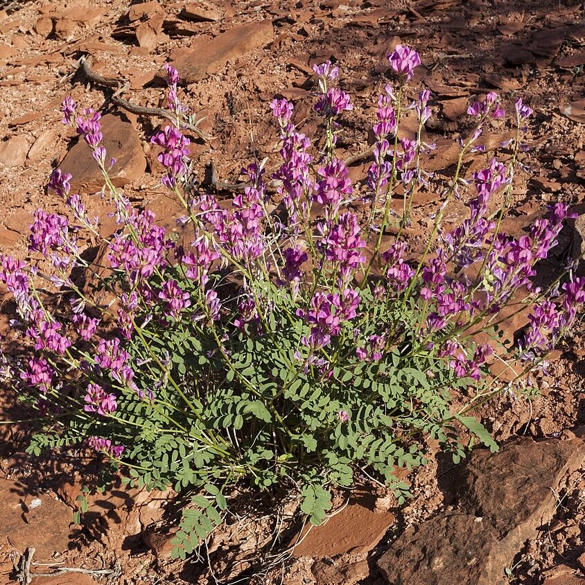 Utah Sweetvetch