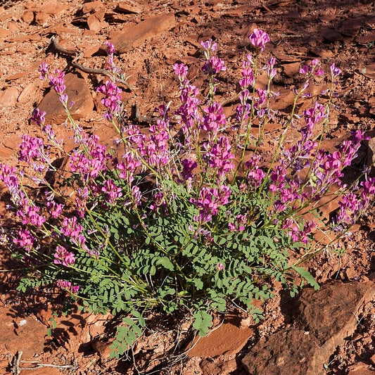 Utah Sweetvetch