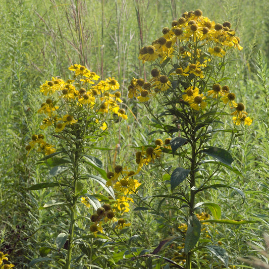Dogtooth Sneezeweed