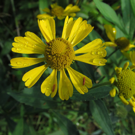 Dogtooth Sneezeweed