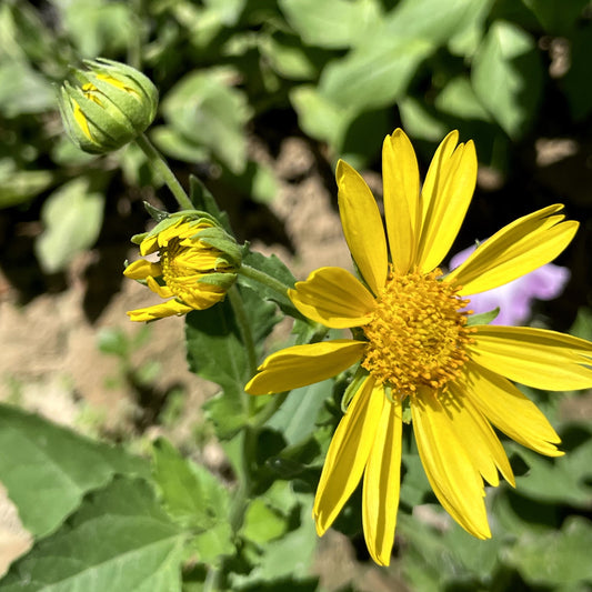 Showy Goldeneye Viguiera multiflora, formerly Heliomeris multiflora close up