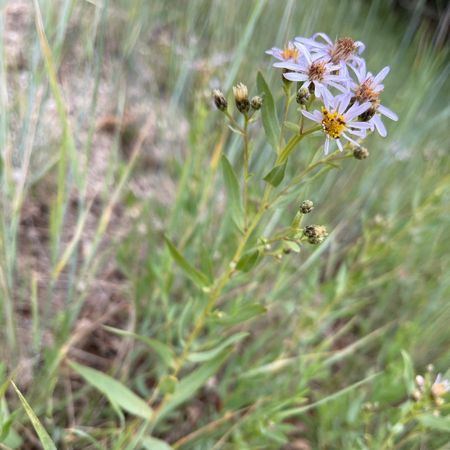 Gray Aster