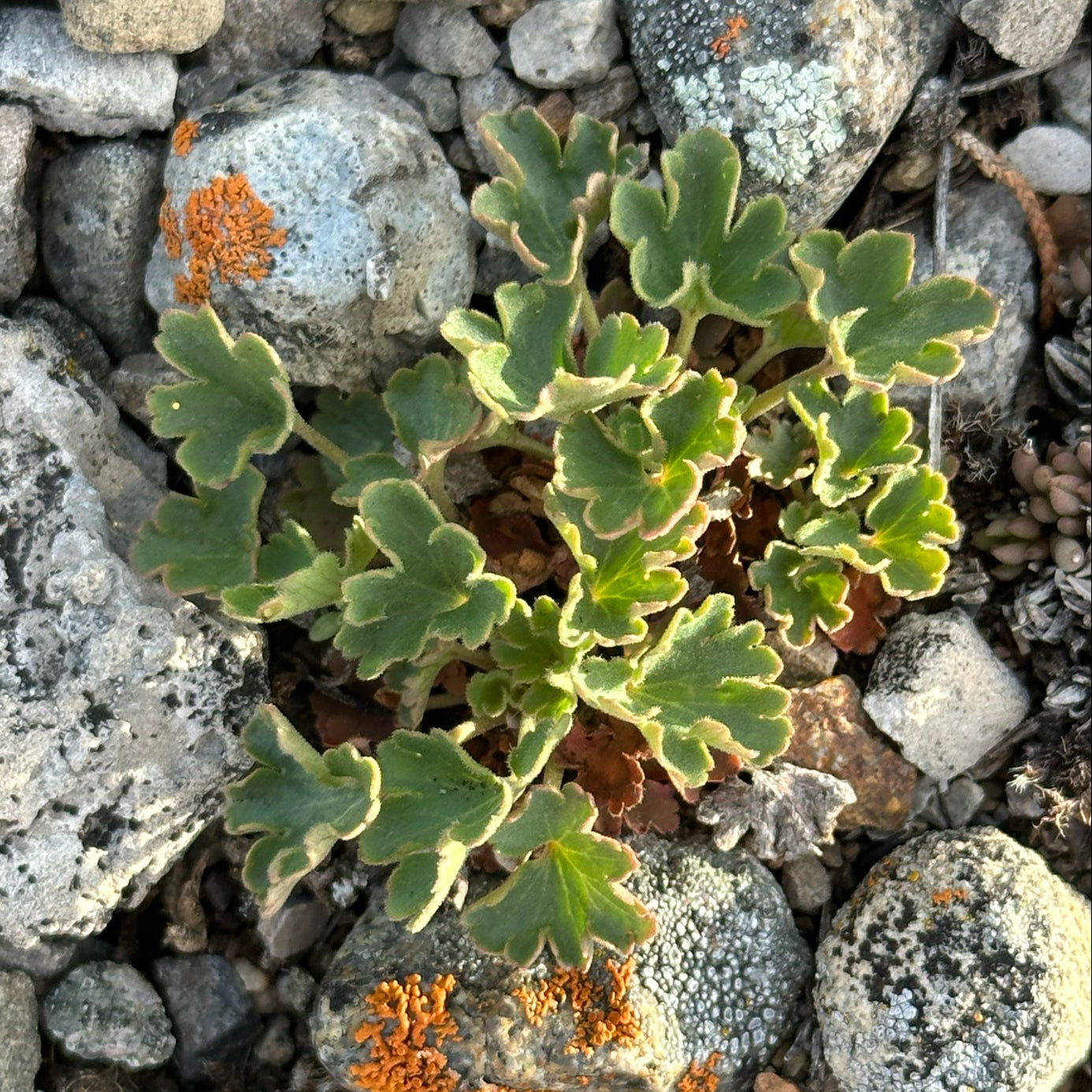 Littleleaf Alumroot