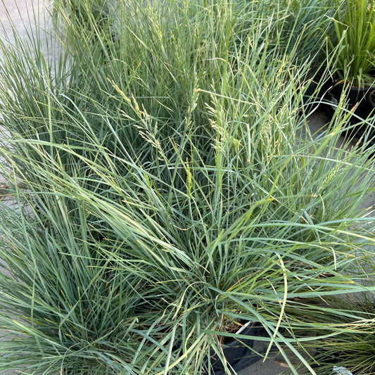 Mini Oat Native Bluegrass