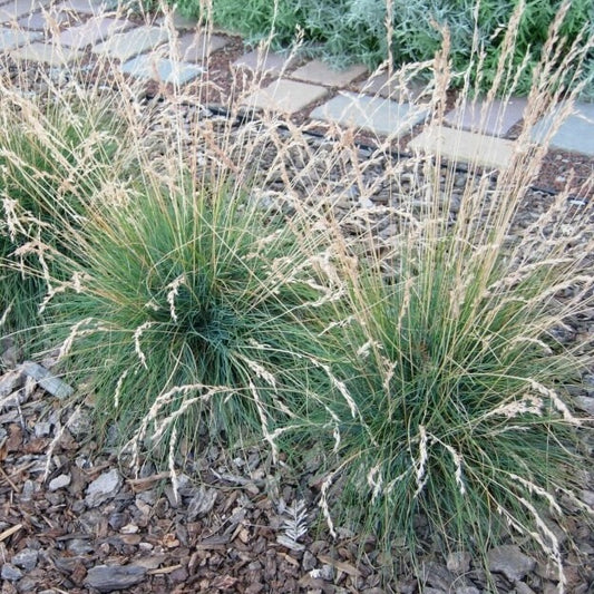 Idaho Fescue