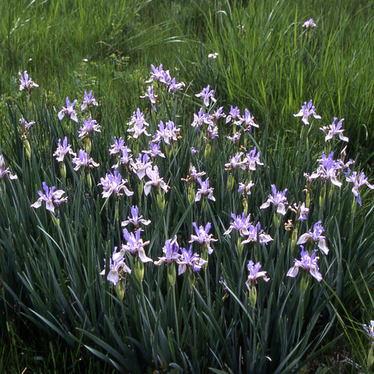 Rocky Mountain Iris