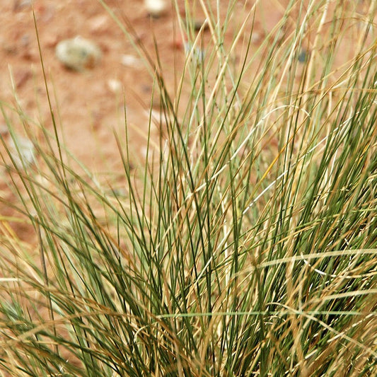 Basin Junior Wildrye