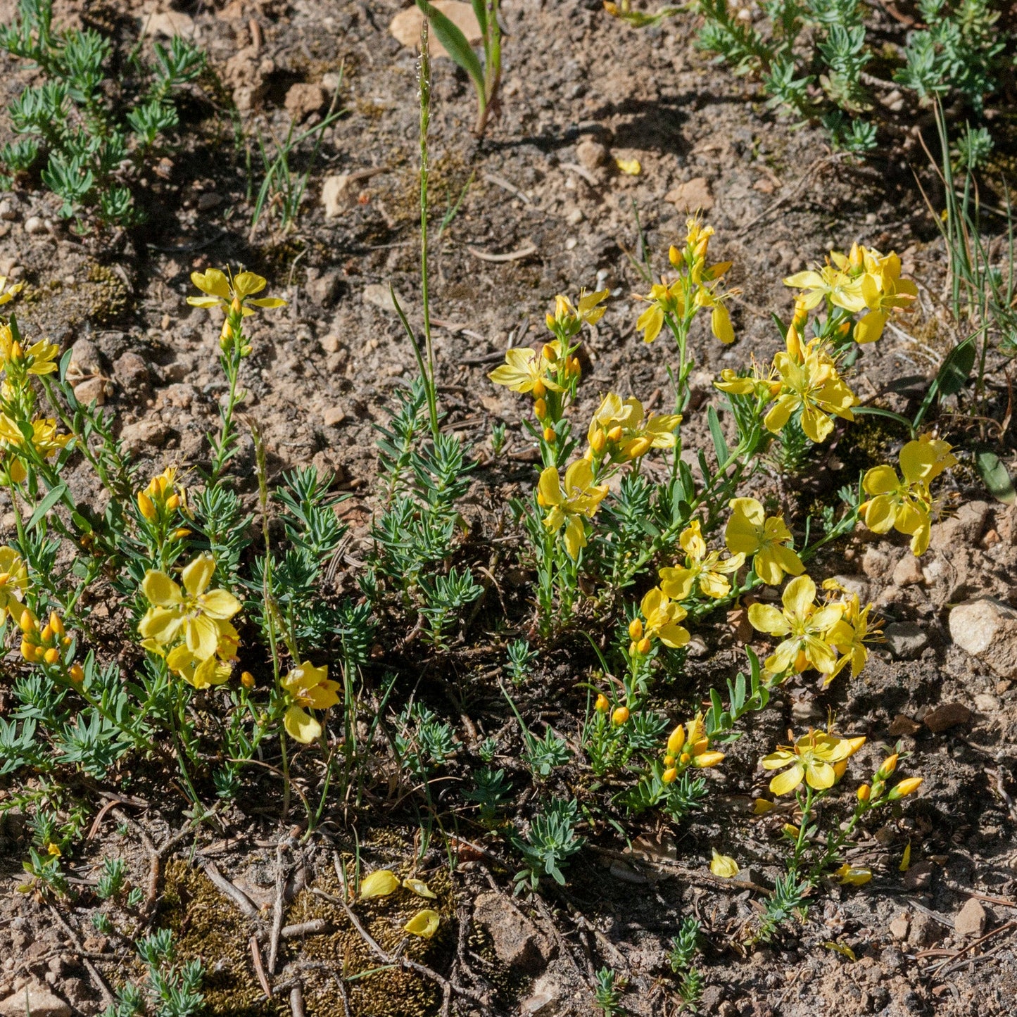 King's Flax