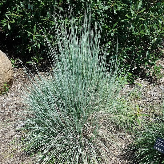 'Prairie Blues' Little Bluestem