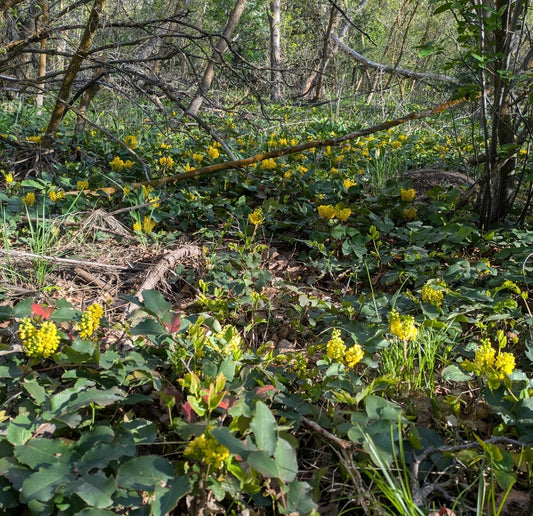 Creeping Oregon Grape