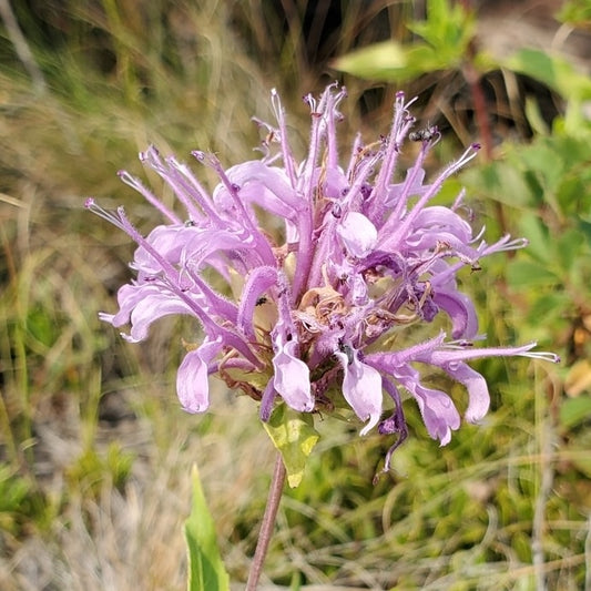 Mintleaf Beebalm