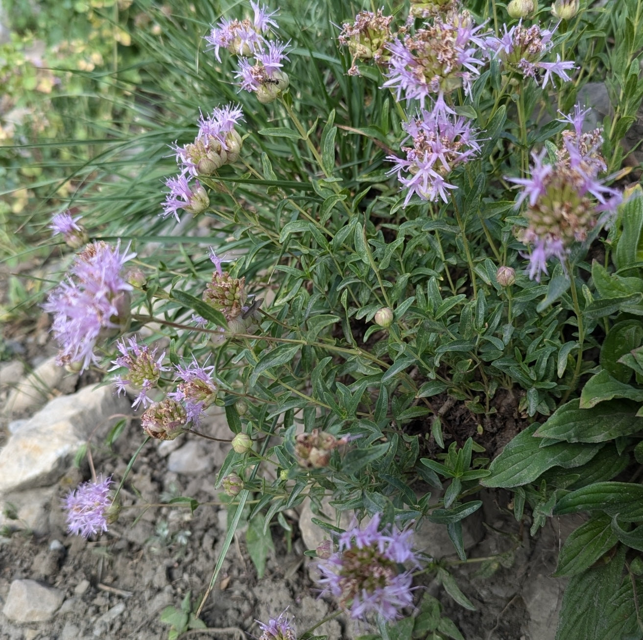 Little Beebalm