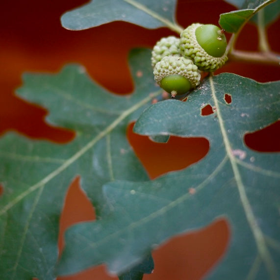 Gambel Oak