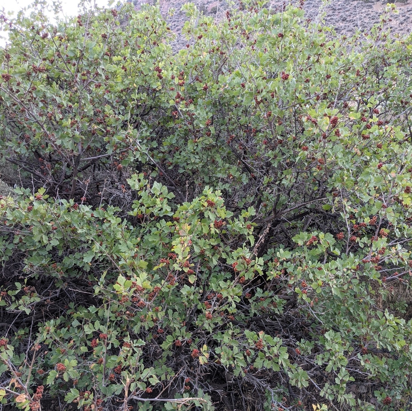 Oakleaf skunkbush sumac rhus trilobata