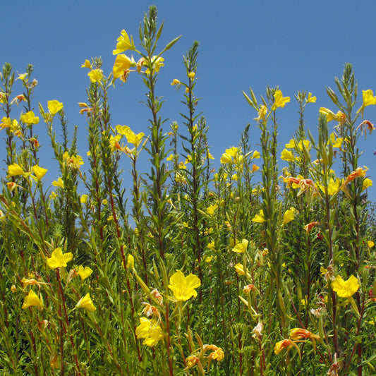 Hookers Evening Primrose