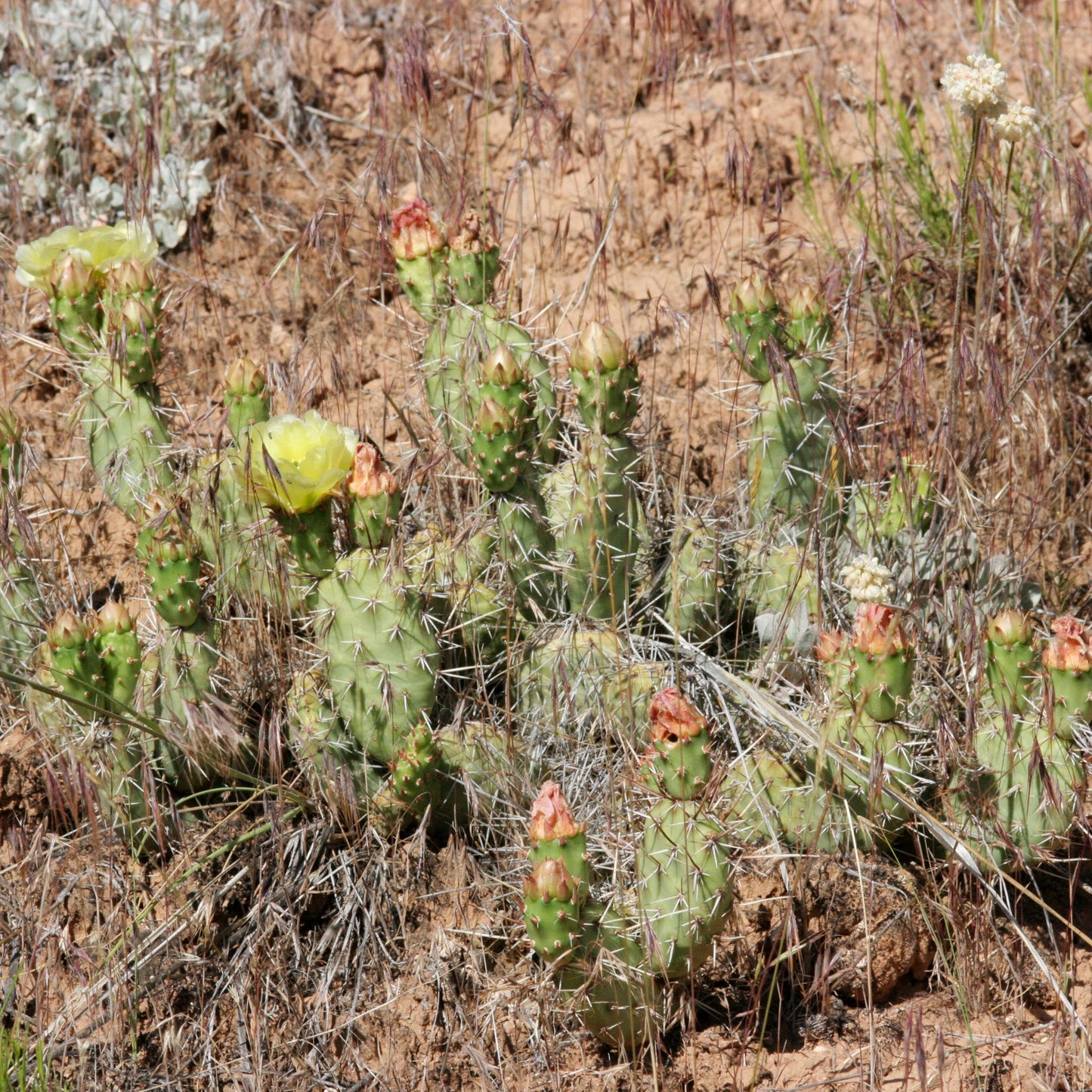 Plains Prickly Pear