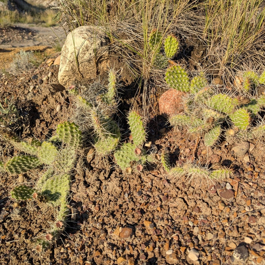 Plains Prickly Pear