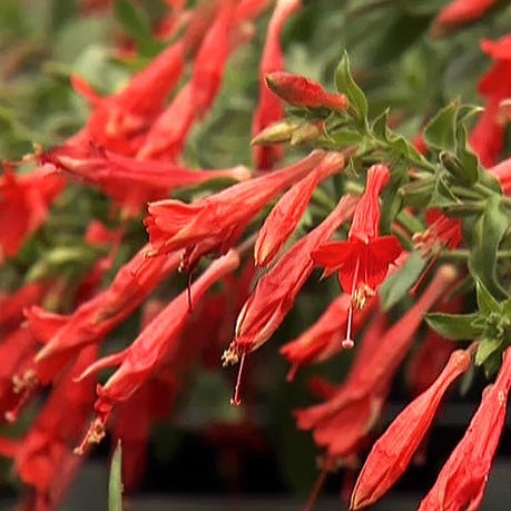 hummingbird carpet plant seeds Hummingbird Trumpet 'Orange Carpet' – Native Utah Plants