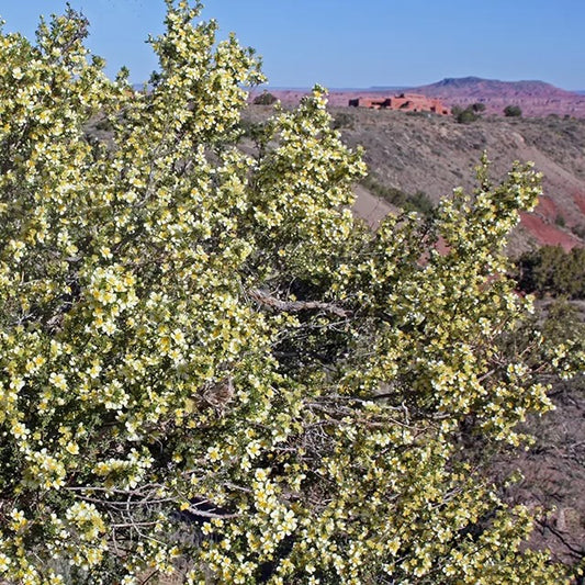 Cliffrose Purshia mexicana var.stansburyana flowering