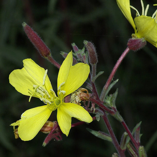 Hookers Evening Primrose