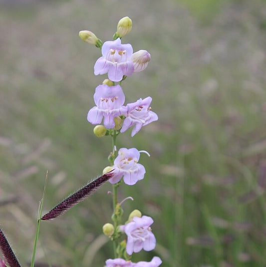 Palmer Penstemon Penstemon palmeri stalk