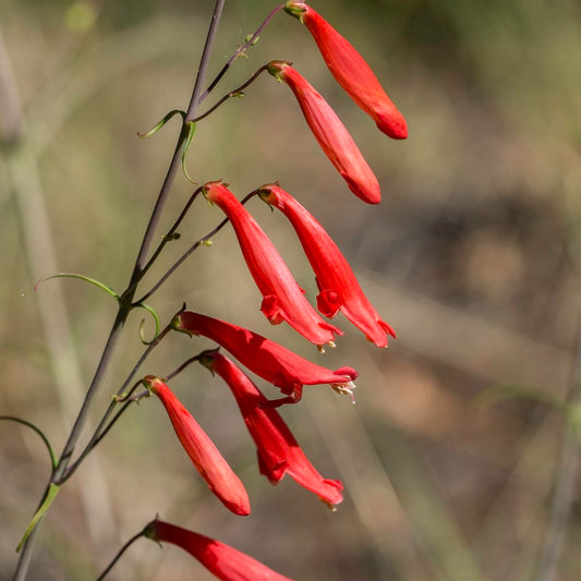Beardlip Penstemon 'Coccineus'