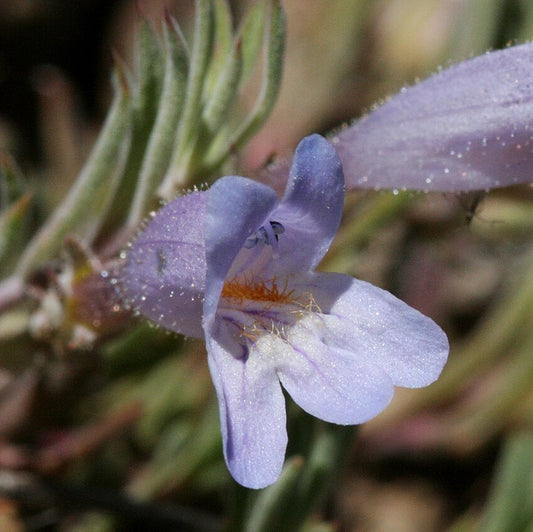‘Waggon Wheel’ Bluemat Penstemon