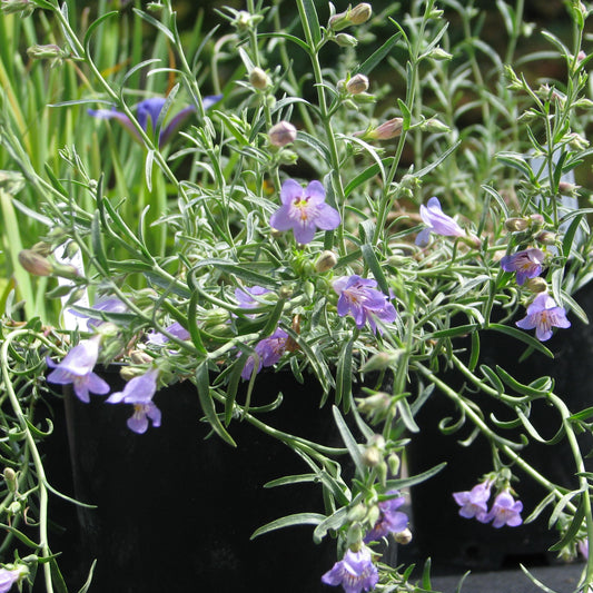 Silverton Bluemat Penstemon