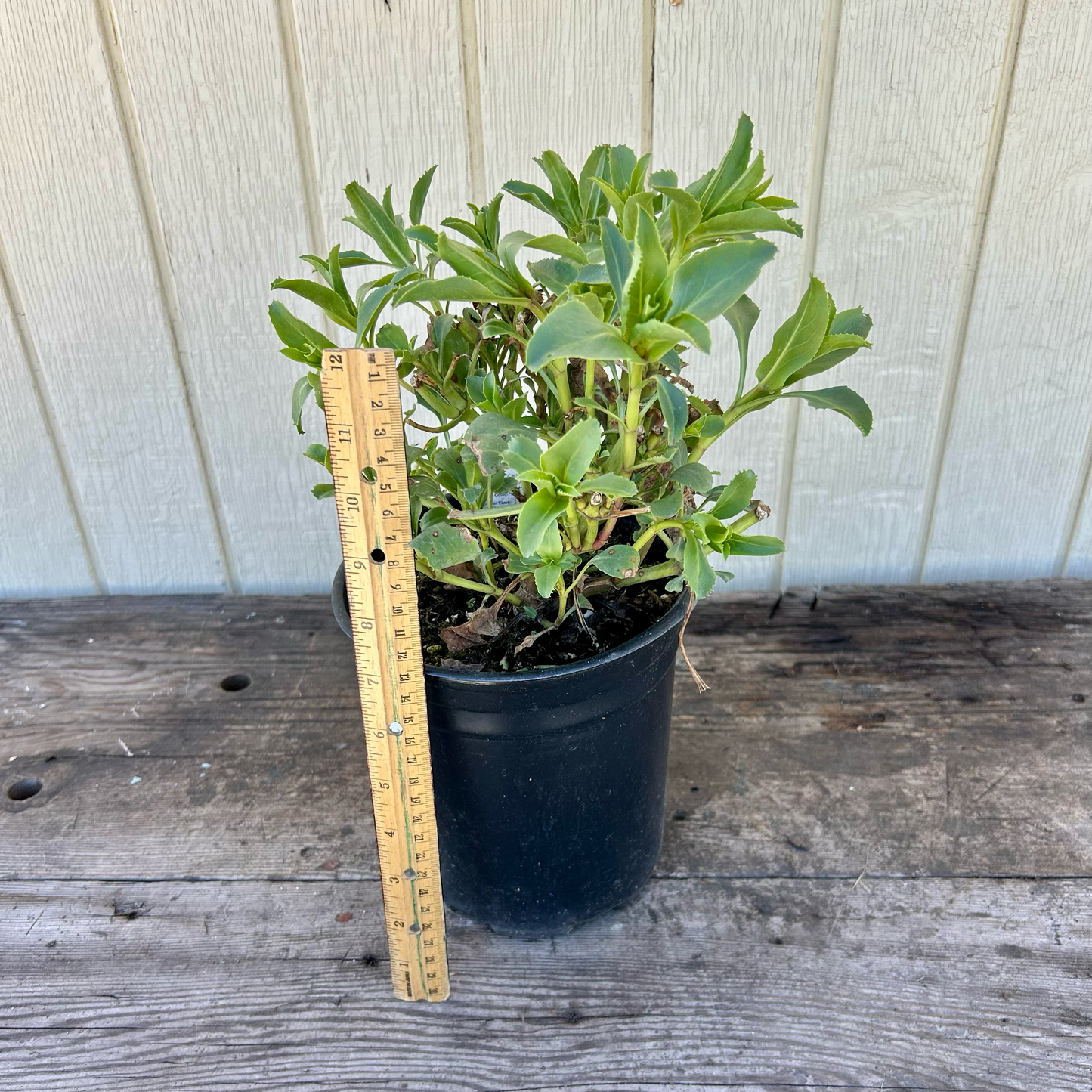 Palmer Penstemon Penstemon palmeri 1 gallon plant