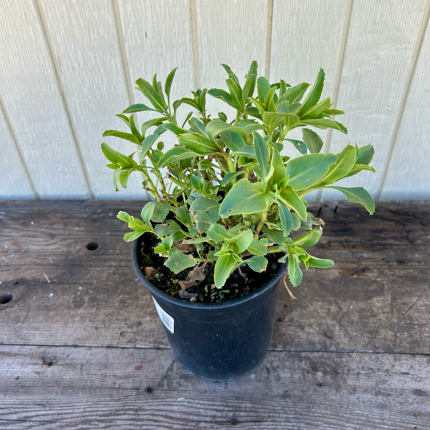 Firecracker Penstemon Penstemon eatonii 1 gallon potted plant