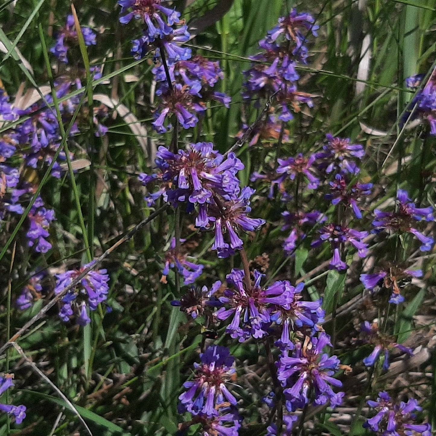 Littleflower Penstemon