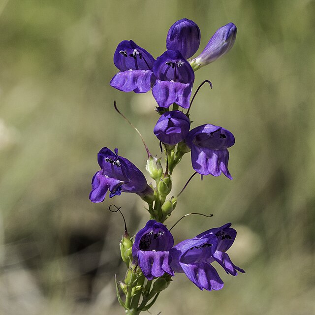 Rocky Mountain Penstemon Penstemon strictus close up