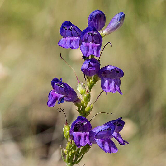 Rocky Mountain Penstemon Penstemon strictus close up