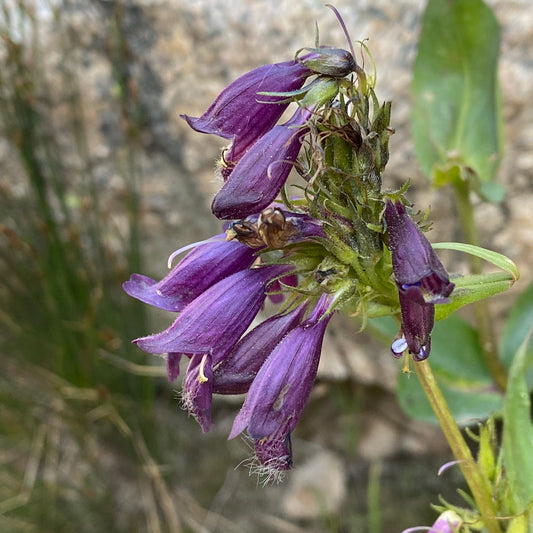 Whipple's Penstemon