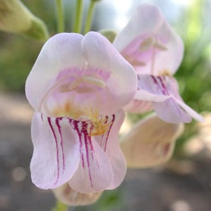 Palmer Penstemon Penstemon palmeri close up